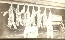 Dead Wolves Hanging From Rafters Postcard Postcard Postcard