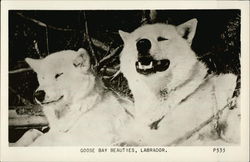 Goose Bay Beauties - Labrador Postcard