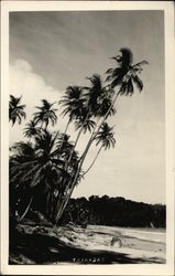 Palm Trees and Beach Trinidad Caribbean Islands Postcard Postcard Postcard