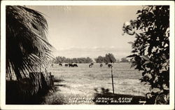 Lotchfield Ranch Scene Postcard