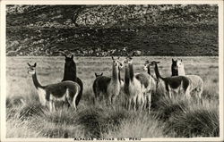 Alpacas Nativas Del Peru Postcard Postcard Postcard