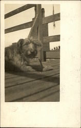 Picture of Dog Postcard