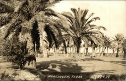 Palm Tree Grove and Shadows Postcard