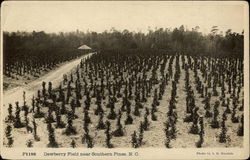 Dewberry Field near Southern Pines North Carolina Postcard Postcard Postcard