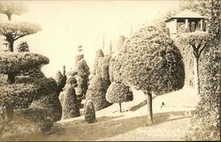 Park on Hillside featuring Trimmed Trees and Pavillion Postcard