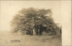 King Phillip's Trees Medfield, MA Postcard Postcard Postcard