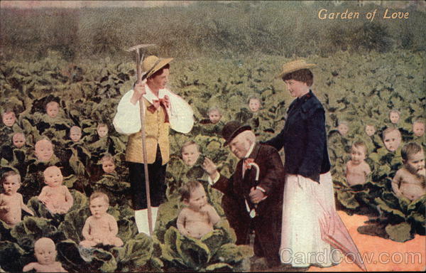 cabbage patch garden