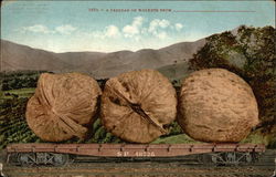 A Carload of Walnuts Exaggeration Postcard Postcard Postcard