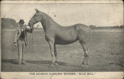 The $25,000.00 Hairless Wonder, "Blue Bell" Postcard