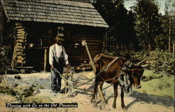 Plowing with Os on the Old Plantation Farming Postcard Postcard Postcard