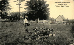 Big Bone Guinea Pigs on Clover at Willow Dale Farm Postcard