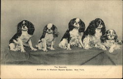 Toy Spaniels. Dogs Postcard Postcard Postcard