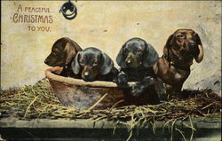 Miniature Dachshund Puppies in a Basket Postcard