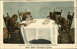 Group of Educated Orangs Dining Postcard