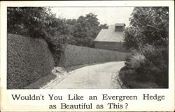 Wouldn't You Like an Evergreen Hedge as Beautiful as This? Postcard