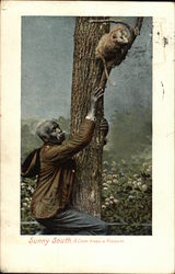 Man Climbing After an Opposum in a Tree Postcard