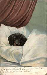 Miniature Dachshund Laying in Bed Postcard