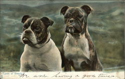 Two Dogs Postcard