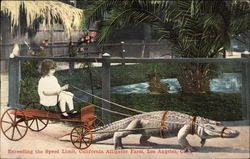 Girl on Cart Being Pulled by Alligator Alligators Postcard Postcard Postcard