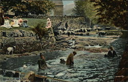 Sheep Washing in the River Farming Postcard Postcard Postcard