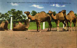 Single And Double Humped Camels Postcard