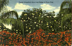 Florida Grapefruit Grove And Hedge Of Flame Vine Postcard Postcard