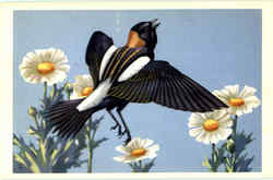 Bobolink Birds Postcard Postcard