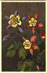 Aquilegia Californica Hybrida Hort Flowers Postcard Postcard