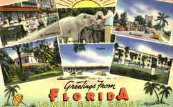 Greetings From Florida Scenic, FL Postcard Postcard