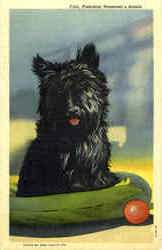 Fala - Scottish Terrier Postcard