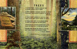 Trees Poems & Poets Postcard Postcard