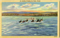 Caribou Crossing The Yukon Postcard