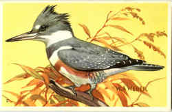 Belted Kingfisher Postcard