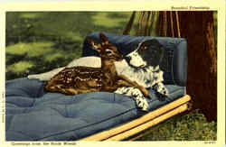 Greetings From The North Woods Dogs Postcard Postcard