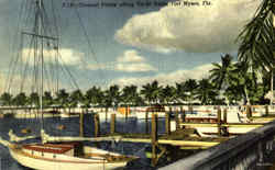 Coconut Palm Along Yacht Basin Postcard