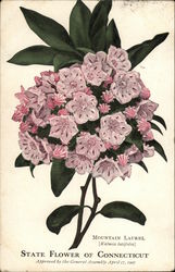 Mountain Laurel - State Flower of Connecticut State Flowers & Seals Postcard Postcard Postcard