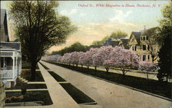 Oxford Street, White Magnolias in Bloom Postcard