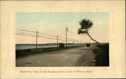 Half-Way Tree on the Roadway From Lynn to Nahant Massachusetts Postcard Postcard Postcard