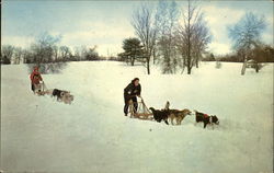 Dog Sledding in New Hampshire Dogs Postcard Postcard Postcard