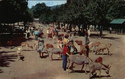 Catskill Game Farm New York Postcard Postcard Postcard