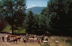 Catskill Game Farm Inc., Roland Lindemann New York Postcard Postcard Postcard