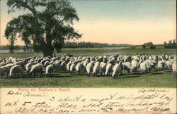 Sheep of Baldwin's Ranch Postcard Postcard Postcard