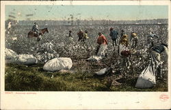 Picking Cotton Farming Postcard Postcard Postcard