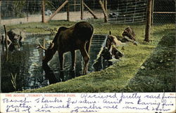 The Moose "Tommy", Norumbega Park Auburndale, MA Postcard Postcard Postcard