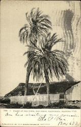 Palms at Old Town, Planted 1769 Postcard