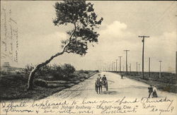 Lynn and Nahant Roadway - The Halfway Tree Massachusetts Postcard Postcard Postcard