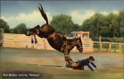 Burl Mulkey Leaving "Melrose" Rodeos Postcard Postcard Postcard