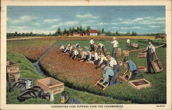 Harvesting Vine Ripened Cape Cod Cranberries Postcard