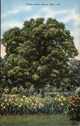 Texas Giant Pecan Tree Postcard