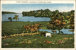 Lake Tashmoo Postcard